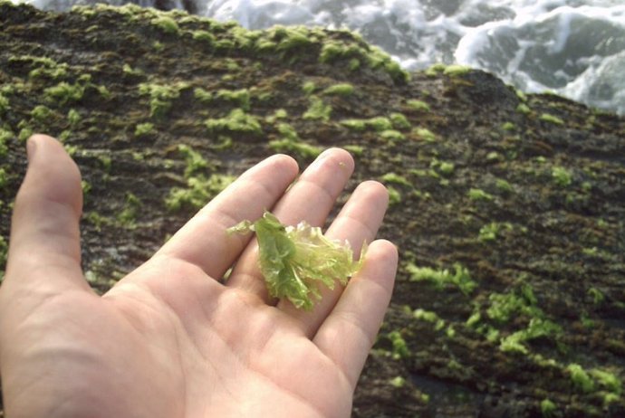 Ejemplo de un alga pluricelular.