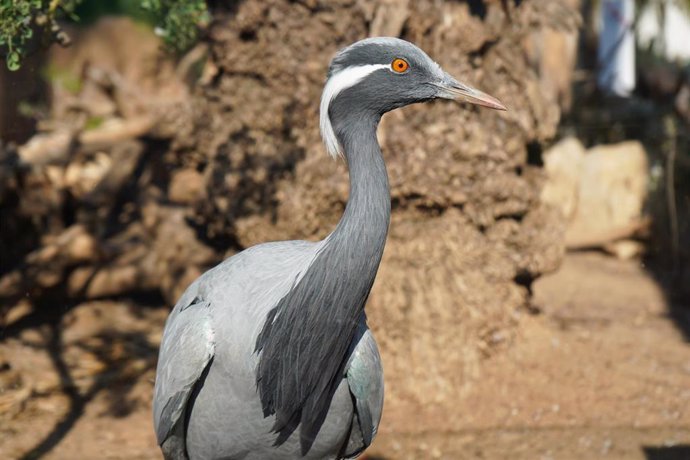 Grulla Damisela