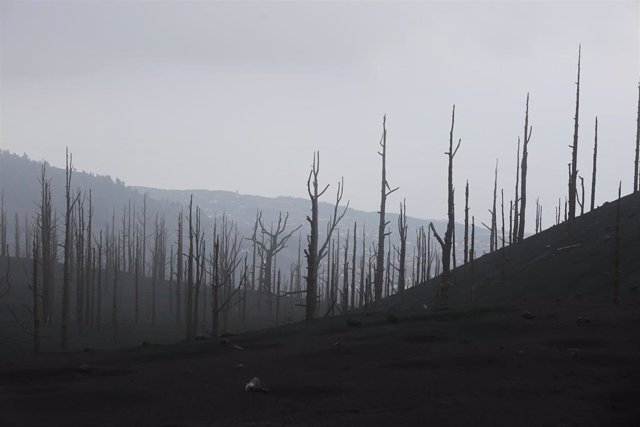Zona de vegetación desde el acceso a una de las zonas restringidas de La Palma 'El Pilar', afectada por la erupción del volcán de Cumbre Vieja