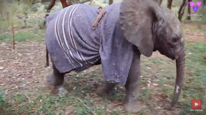 Este elefante huérfano fue rescatado y puesto en libertad junto a su nueva familia