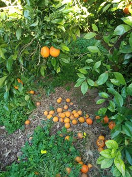 Naranjas caídas