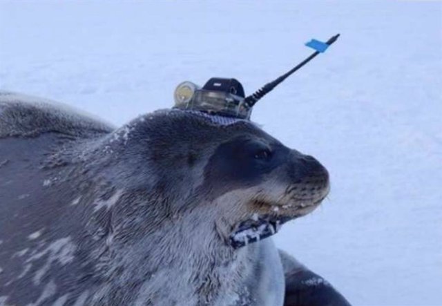 Una foca de Weddell con un sensor en la cabeza