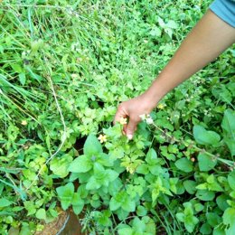 La planta ranunculus alivia los síntomas de la enfermedad aunque no es tan efectivo como el fármaco cloroquina.