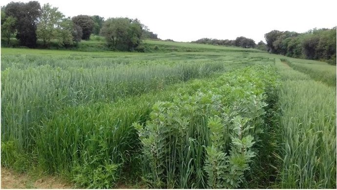 Image de uno de los proyectos financiados por esta línea de ayudas.