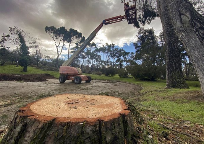 Archivo - Una grúa trabaja con varios árboles en la Casa de Campo