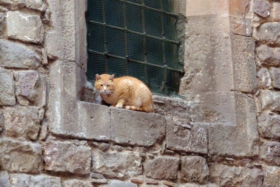 Imagen de archivo de un gato.