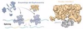 Foto: Investigadores del CNIO arrojan luz sobre la maduración del espliceosoma, un proceso celular en algunos cánceres