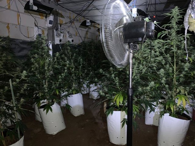 Plantación de marihuana en Orihuela Costa