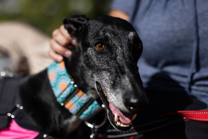 Archivo - Un perro asiste a un acto organizado en la Fundación Olivar con motivo del Día Mundial de los Animales en la Fundación Olivar de Castillejo, a 6 de octubre de 2021, en Madrid, (España). Durante el acto se han expuesto las principales líneas de