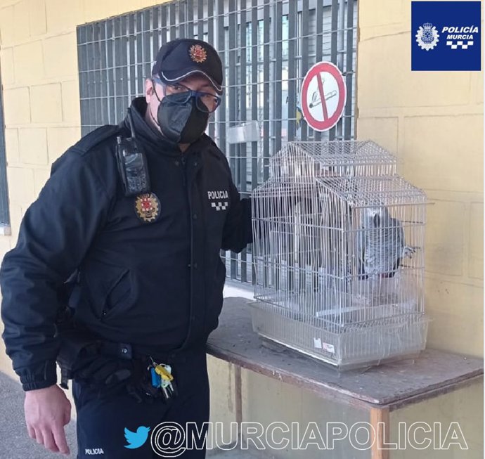 Imagen del loro yaco encontrado