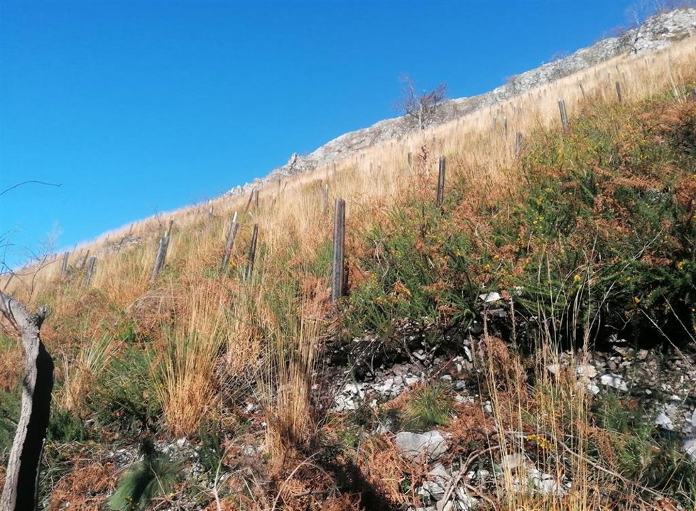 Plantación en la Montaña de Covadonga