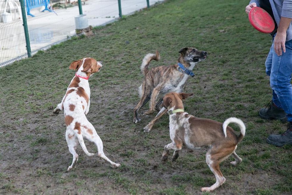 Animales que esperan a ser adoptados en el Centro de Atención a Animales del Ayuntamiento de Pamplona
