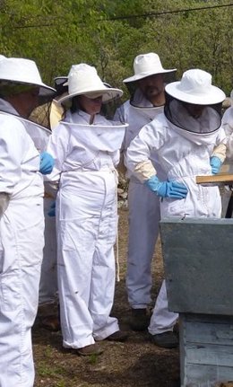 Archivo - Explotación de abejas en Extremadura.