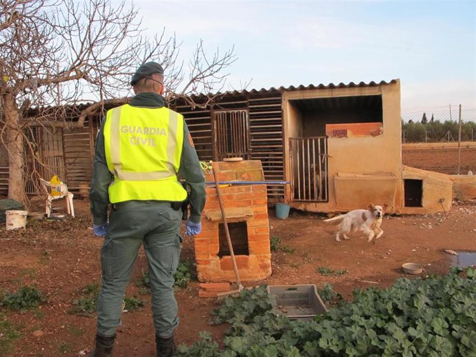 Investigan a un vecino de L'Aldea (Tarragona) por un presunto delito de maltrato animal a 17 perros de caza en una finca del municipio.