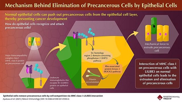 Investigadores de la Universidad de Waseda identifican el mecanismo subyacente de la extrusión de células precancerosas por las células epiteliales, un mecanismo que previene la formación de lesiones cancerosas.