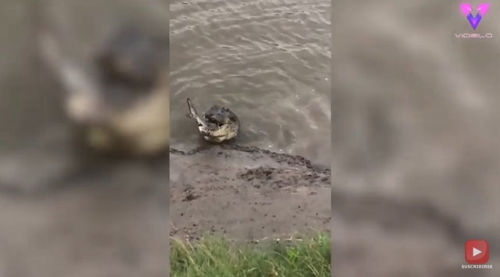 Tiburón contra cocodrilo captado en vídeo