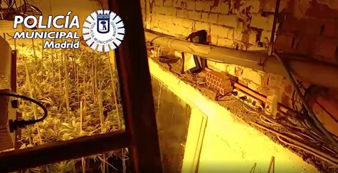 Requisados 21 kilos y 211 plantas de marihuana en un habitáculo oculto en un local de Puente de Vallecas