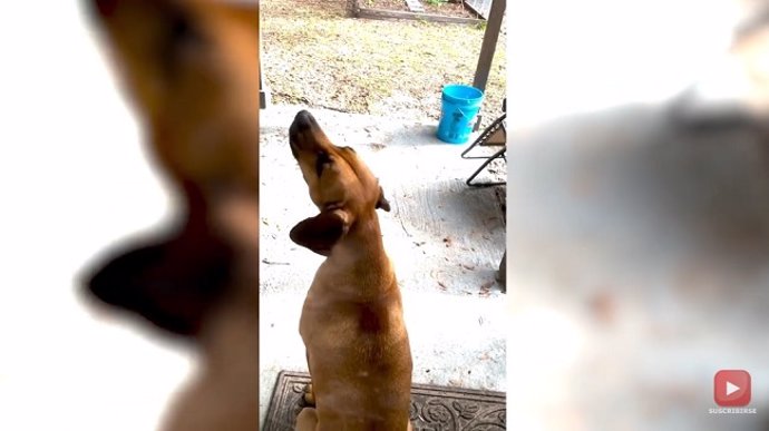 Este perro imita a las sirenas de la policía con su aullido