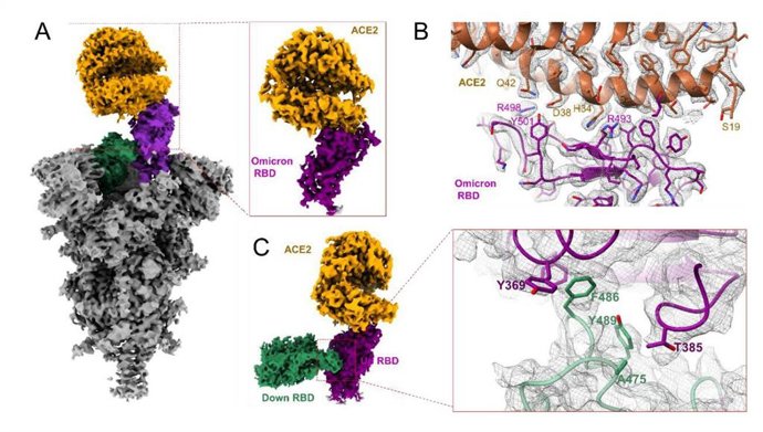 Figure 1. Structure of complex of SARS-CoV-2 Omicron variant spike protein RBD bound to ACE2. A. Overall structure and conformation of ACE2-RBD complex. B. RBD-ACE2 interaction interface. C. The interaction interface of RBD dimer.