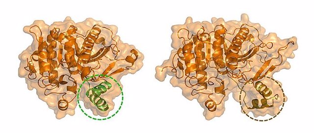 La fosfolipasa A 2 asociada a lipoproteínas (Lp-PLA) en su conformación cerrada (izquierda) y en su conformación abierta (derecha).