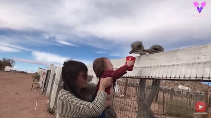 La divertida reacción de un niño tras alimentar a unas avestruces