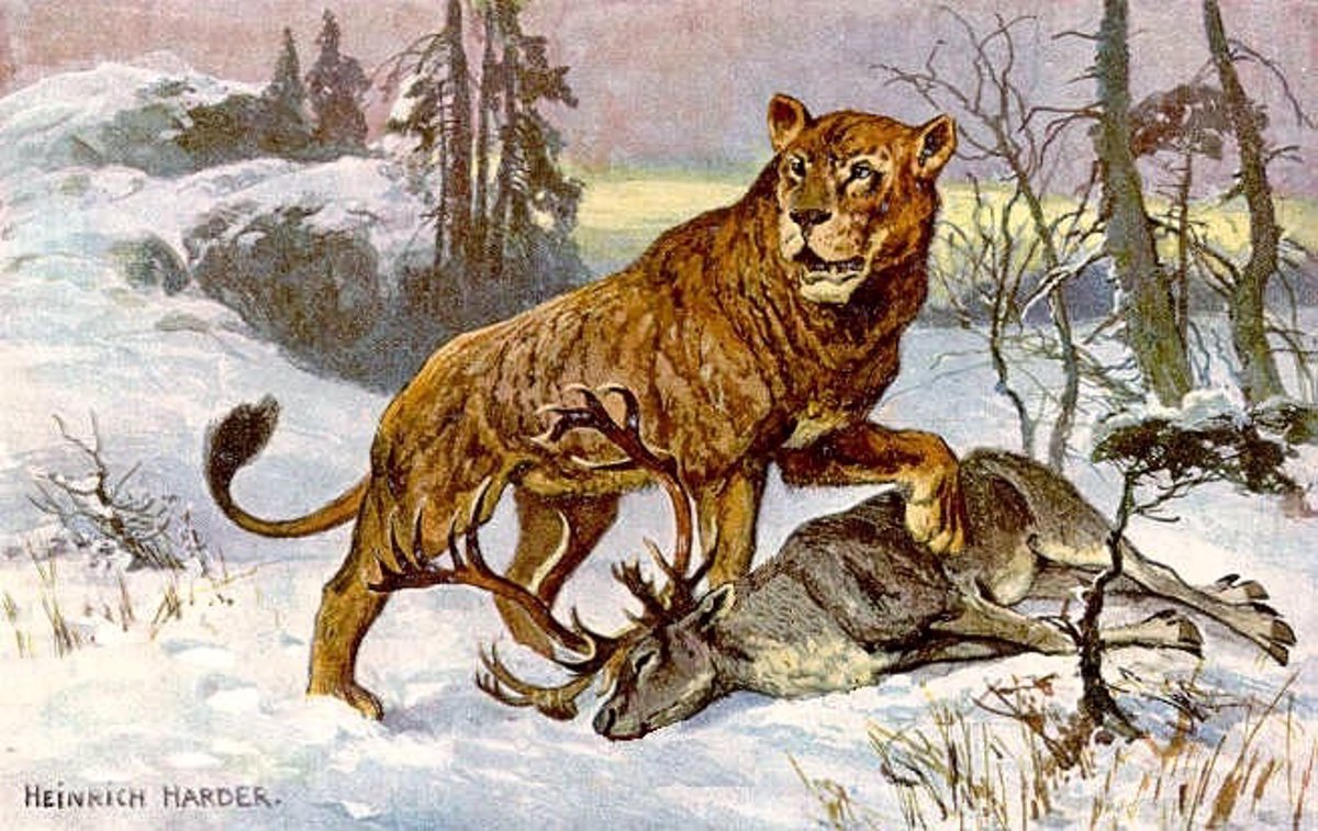 ADN antiguo explica la desaparición de los leones en Norteamérica