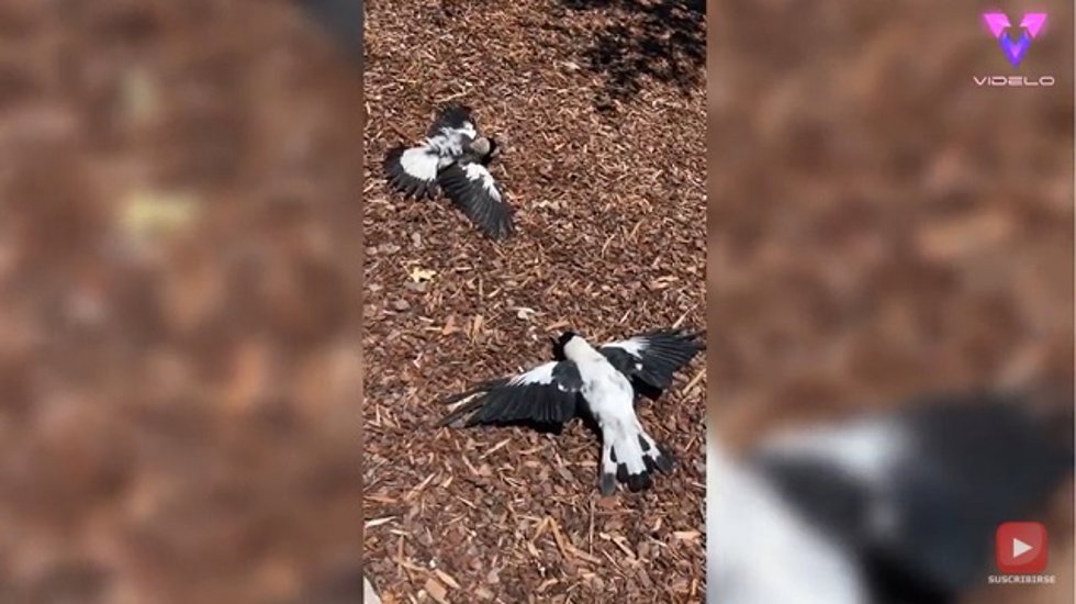 Seguro que nunca antes habías visto algo igual: dos pájaros toman el sol plácidamente