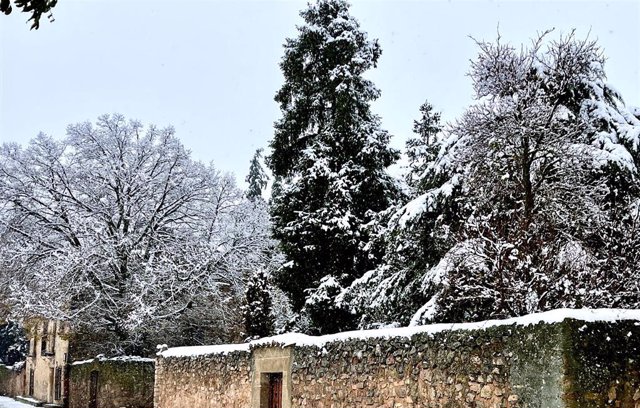 Archivo - Varios árboles con nieve, a 23 de noviembre de 2021, en Medinaceli, Soria, Castilla y León (España). 