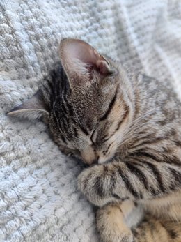 Archivo - Un gato durmiendo plácidamente.