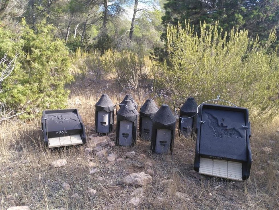 Cajas refugio para quirópteros para reforzar el control de la procesionaria del pino