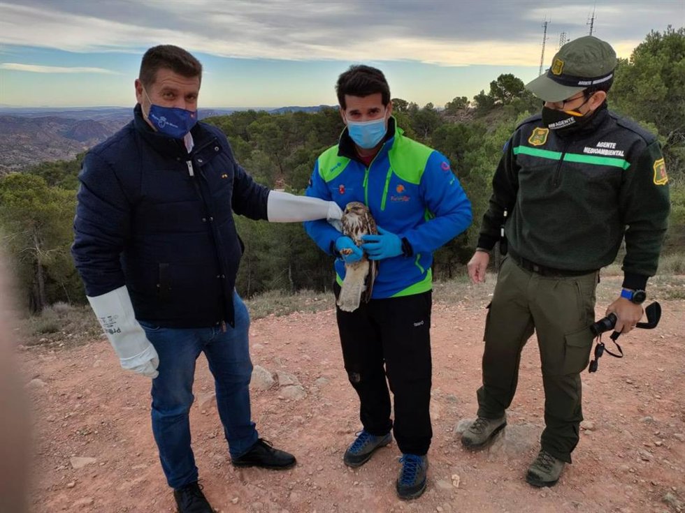 Momentos antes de la liberación de un ejemplar de águila ratonera