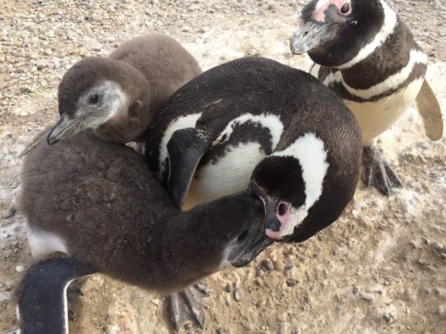 Un pingüino de Magallanes alimenta a sus polluelos mientras su compañero mira