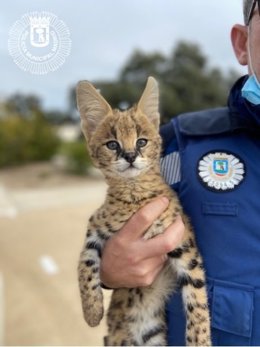 Localizan un serval de sabana africana, felino de tenencia prohibida en Madrid, en una casa de Hortaleza