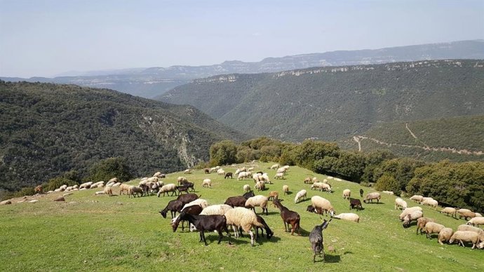 Rebaño de ovejas en el Parc Natural del Montseny