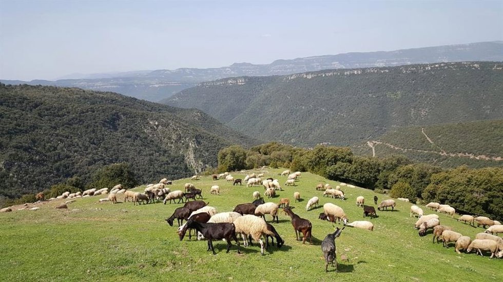 Rebaño de ovejas en el Parc Natural del Montseny