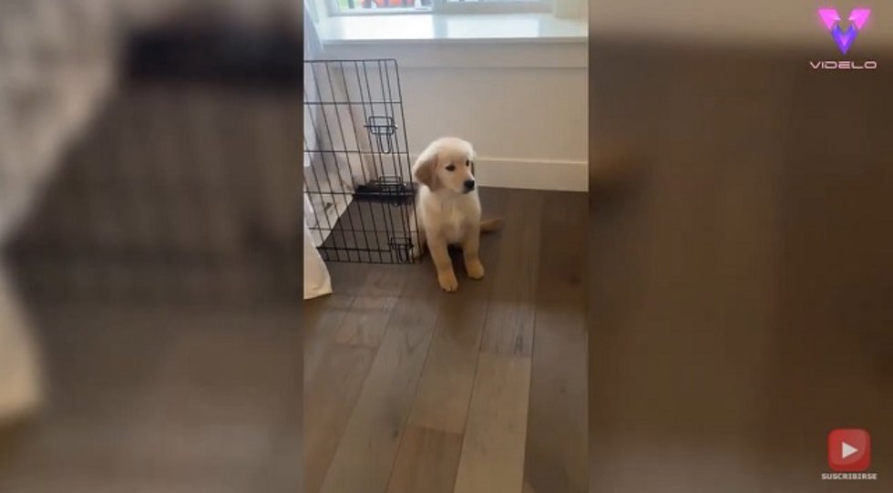 Este cachorro de Golden Retriever le tiene un miedo atroz a la aspiradora