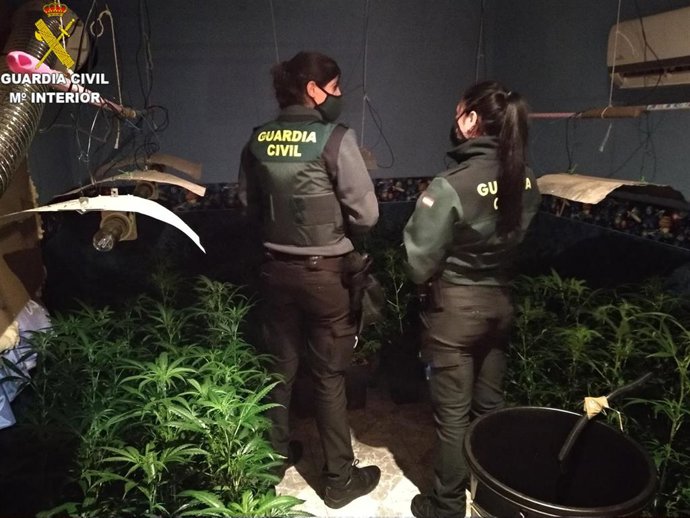 Detenidas dos personas y desmantelada una plantación de marihuana en Corbera