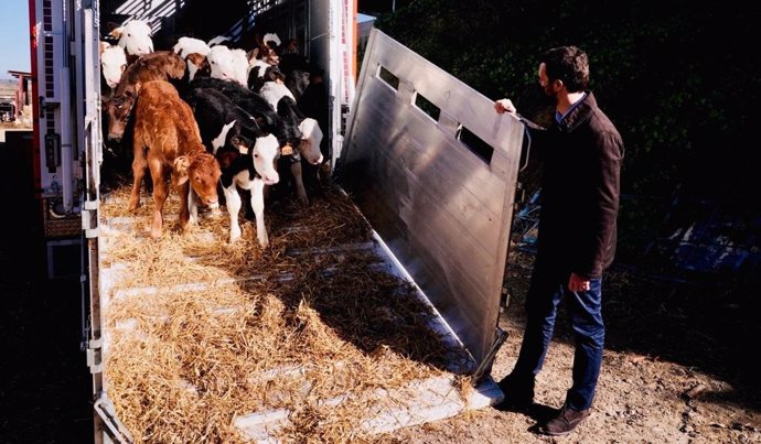 Archivo - Pablo Casado, presidente del PP, visitando una explotación ganadera en Alcarrás (Lleida)