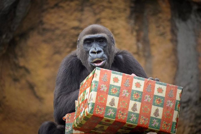 Gorila con regalo