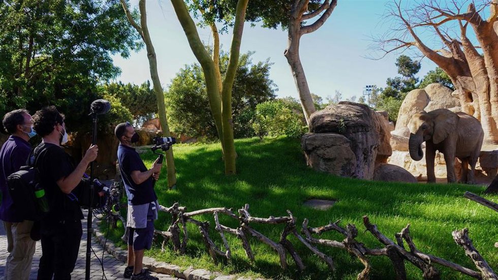 Archivo - Docu-serie de  Punt en Bioparc