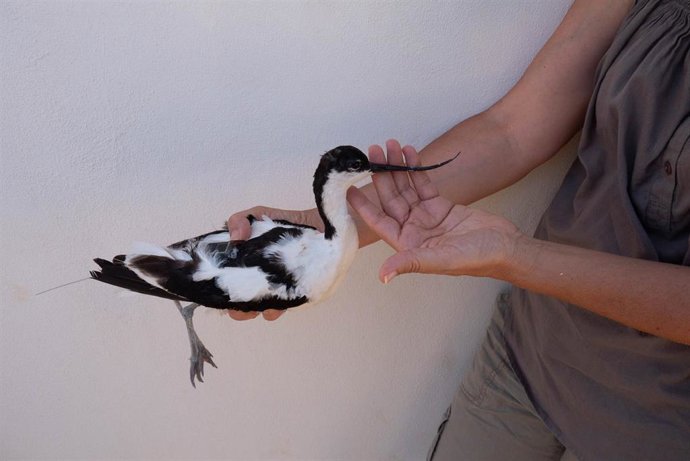 Archivo - Un ejemplar de avoceta común.