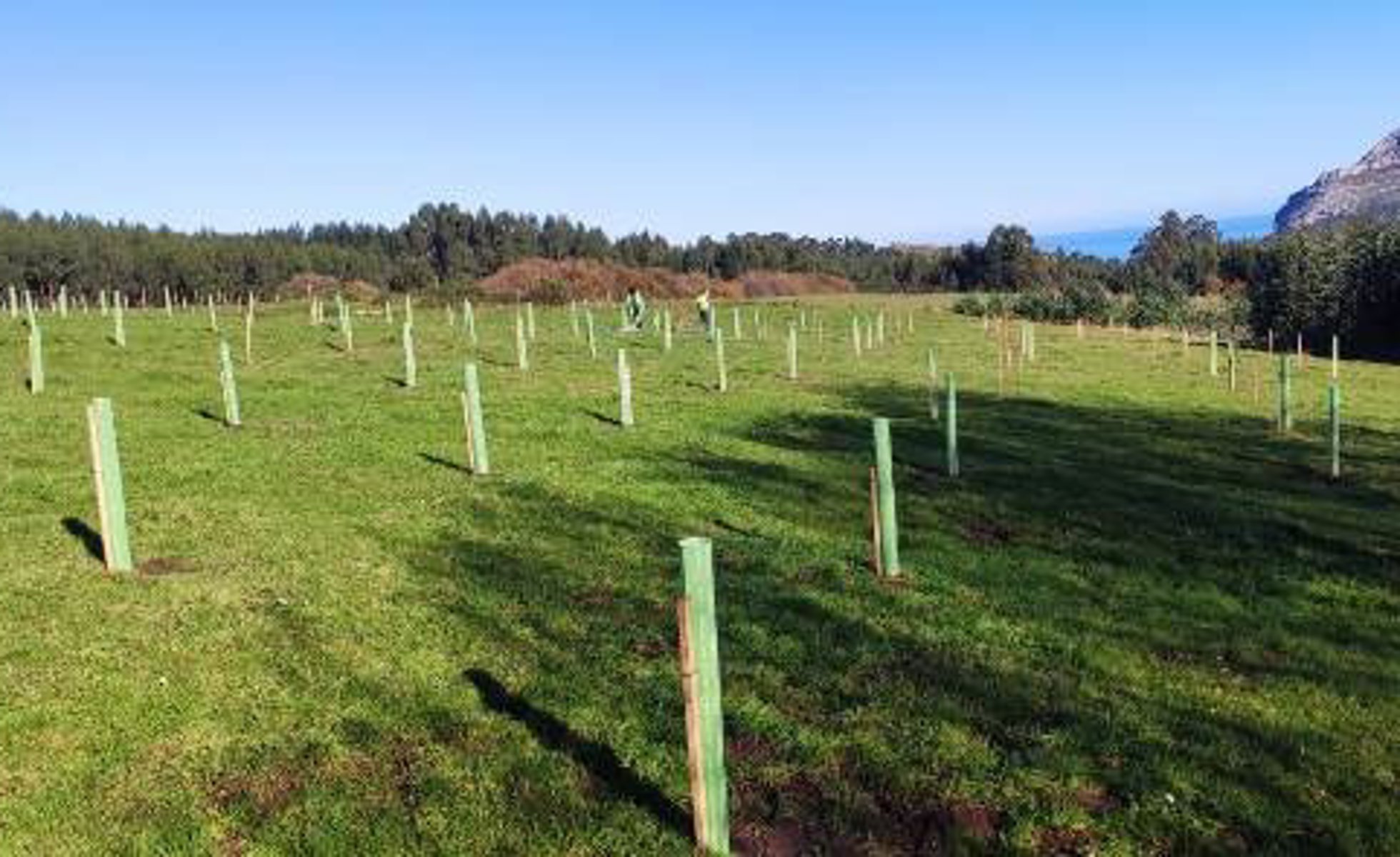 Bosques de Cantabria celebra una jornada de plantación de árboles en Liendo
