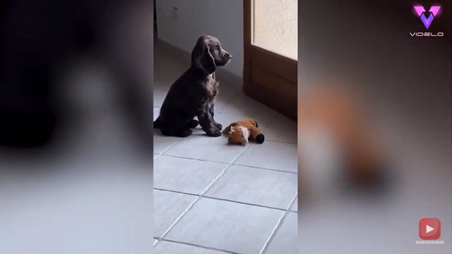 La adorable reacción de este cachorro al cerrarle la puerta en la cara