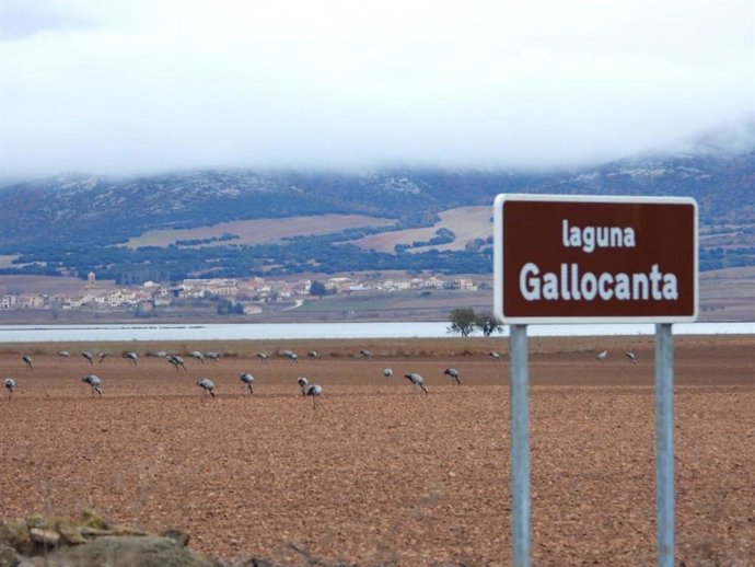 Regresan las rutas guiadas para observar las grullas en Gallocanta tras el éxito de participación en otoño