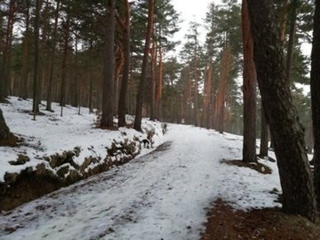 Nieve en la Sierra de Madrid.