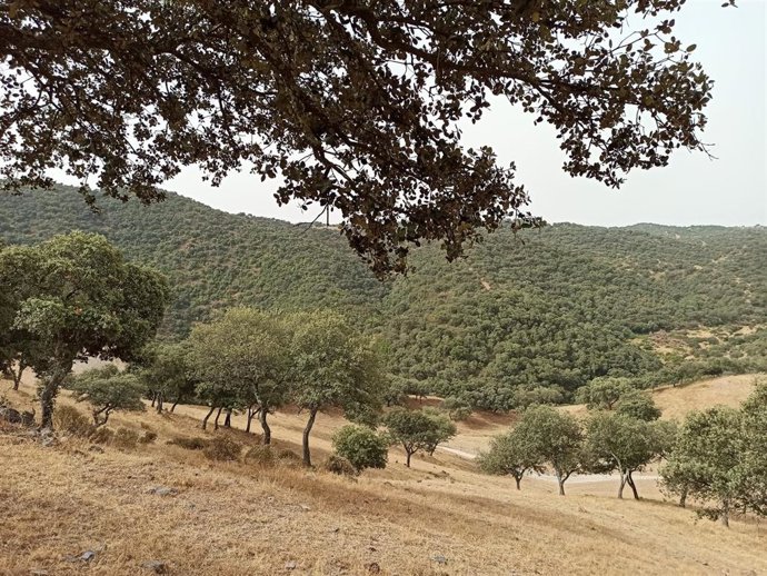 Archivo - Parque natural Sierra Norte de Sevilla.