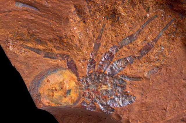 Uno de los fósiles descubiertos