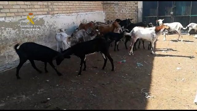 Algunas de las cabras encontradas en la explotación ganadera.