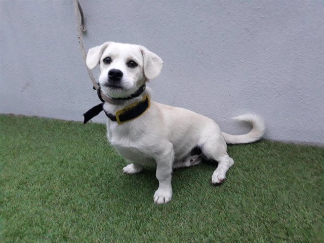 Archivo - Gim, perro adoptado en el Centro de Acollida e Protección de Animais (CAAN) de la Diputación de Pontevedra, en Meis.