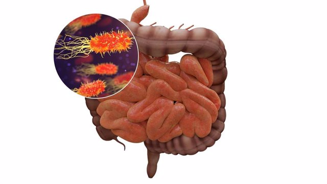 Archivo - El microbioma intestinal puede influir en el riesgo de sufrir infecciones y en la respuesta defensiva frente a las mismas.